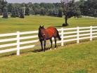 Your horse will look great grazing next to a PVC fence