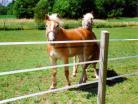 Keep your horses contained with electric tape