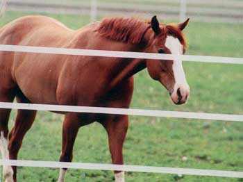 1" Flex-Fence