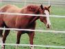 1" Flex-Fence