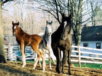 Fencing For Foals