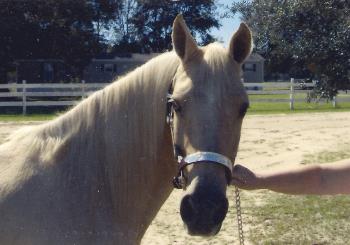 Spirit Horse