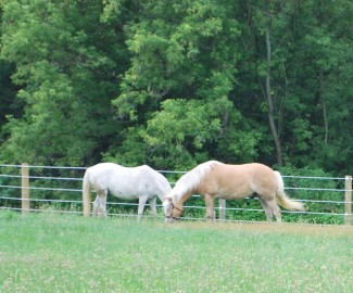 Part 2 -Finishing Our Fencing Project at RAMM Horse Fencing and Stalls