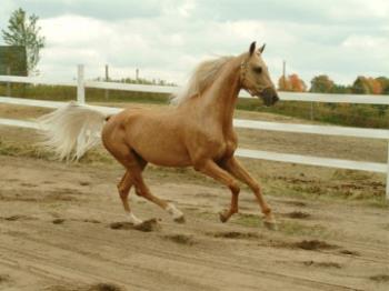 Fencing and Handling Stallions