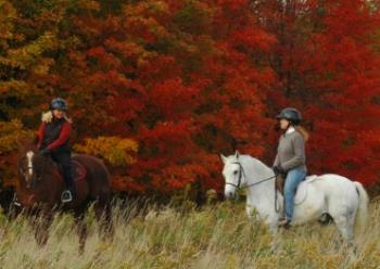Warm-Fuzzy Horse Memories in November