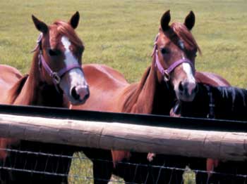 Give That Old Fence New Life