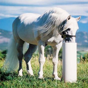 Drinking Post Waterer