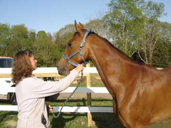 Life After Boarding: Bringing Your Horse Home
