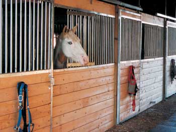Making a Safer Stall For Your Horse