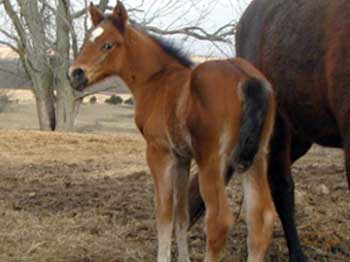 Preparing Your Barn For Baby
