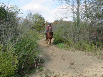Spice It Up! Change Your Routine With Your Horses as the Seasons Change
