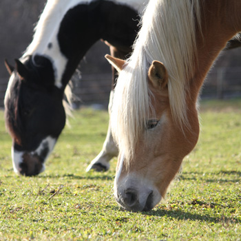 Horse Health Quiz; Test Your Knowledge