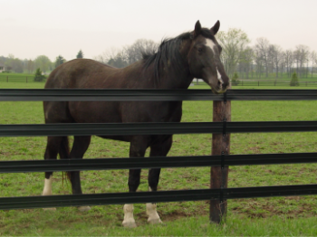 Flexible Fencing is a Safer Alternative for Horses