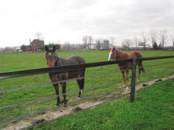 Fencing and Stall Considerations for Any Breed or Size