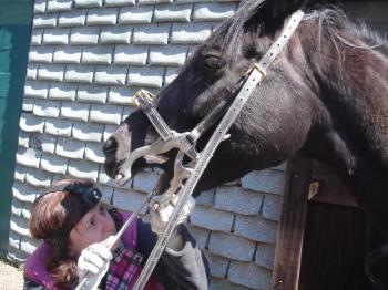 Equine Dentistry - An Important Part of Maintaining Your Horse's Health