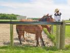 Diamond Mesh Fencing with a flex-fence top site rail