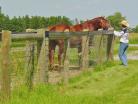 Diamond wire mesh fencing