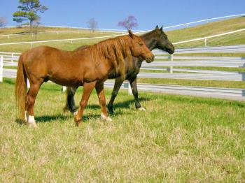 Choosing the Right Fence for Your Horse