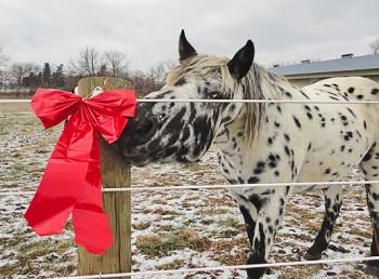 Christmas at the Ramm Barn