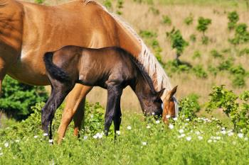 Spring Horse Turnout