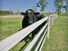 Flex Fence®