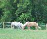 Part 2 -Finishing Our Fencing Project at RAMM Horse Fencing and Stalls
