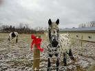 Raceline Flex Fence Coated Wire (+ Hootie the Horse!)