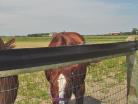 Horses contained behind v-mesh fencing