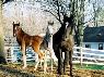 Fencing For Foals