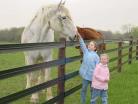 white horse picture