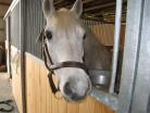 images of horses