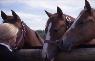 Introducing a New Horse to the Herd
