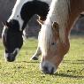 Horse Health Quiz; Test Your Knowledge