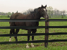 Flexible Fencing is a Safer Alternative for Horses