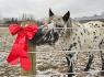 Christmas at the Ramm Barn