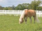 types of horses