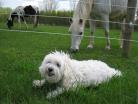 white horse picture