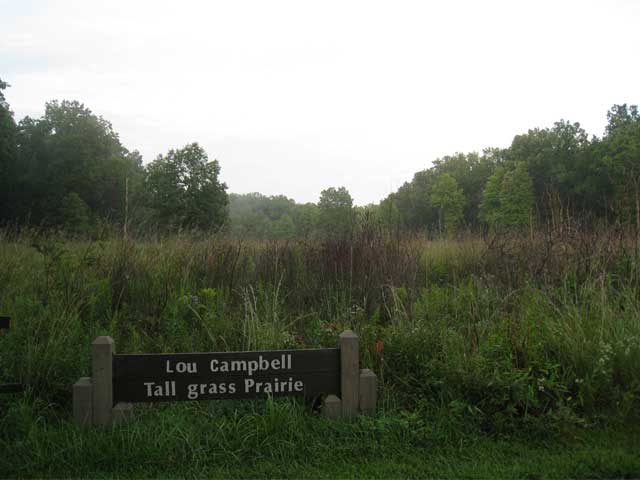 tall-grass-web.jpg
