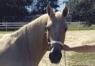 Spirit Horse