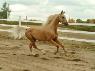 Fencing and Handling Stallions