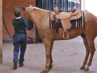 facts about horses