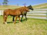 Choosing the Right Fence for Your Horse