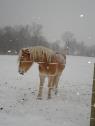 Brrrrr ... it's getting cold! 5 Tips for Winter Horse Care