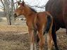 Preparing Your Barn For Baby