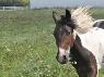 Consumer Hotline: Purchasing Barn and Farm Products For Your Horse