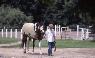 Introducing the Novice to the Equine Industry