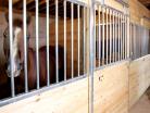 Derby Horse Stalls with a Horse Inside