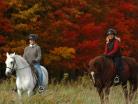horses