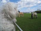 Sophie Watching Over The Horses