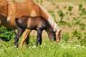 Spring Horse Turnout